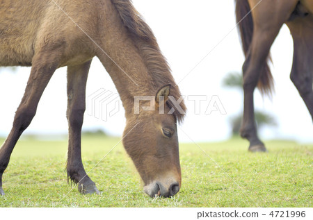 東京海角的Misaki Ma 4721996