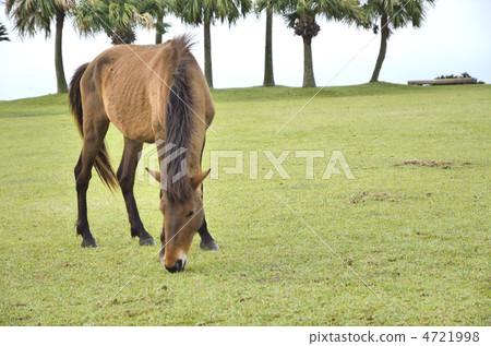 在宮崎東京海角的野馬 在宮崎東京海角的野馬 4721998