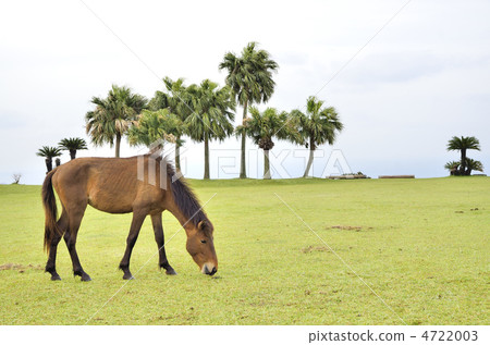 Miyazaki Nani Cape Cape的Misaki Ma 4722003