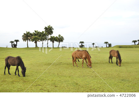 宮崎Nichinan海岸海角東京野馬 4722006