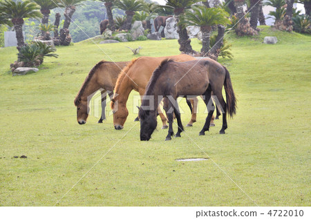宮崎Nichinan海岸海角東京野馬 宮崎Nichinan海岸海角東京野馬 4722010