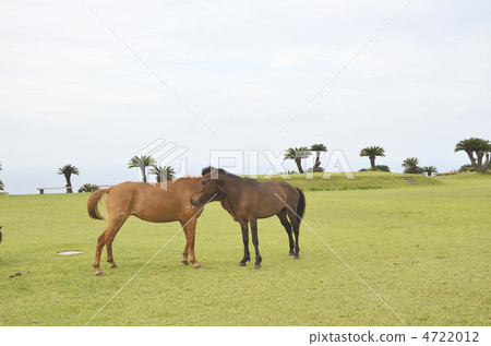 宮崎Nichinan海岸海角東京野馬 4722012