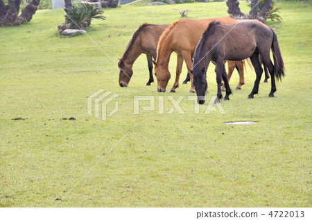 宮崎Nichinan海岸海角東京野馬 宮崎Nichinan海岸海角東京野馬 4722013