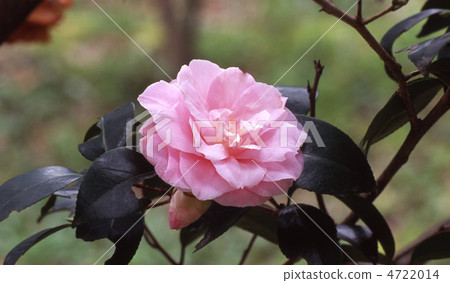 Camellia Miura Otome 4722014