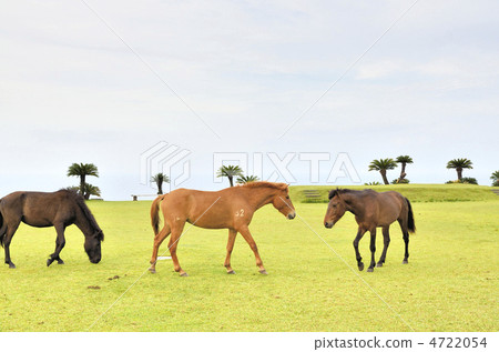 Wild horse of Miyazaki Nichinan Coast cape Tokyo Wild horse of Miyazaki Nichinan Coast cape Tokyo 4722054
