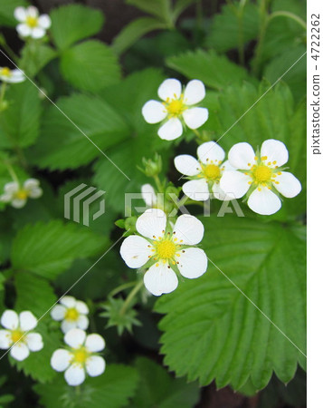 野草莓花 野草莓花 4722262