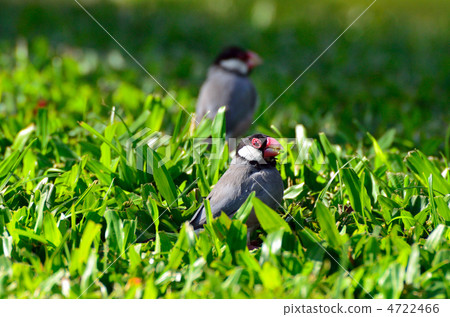 Bumbooops Bumbooops 4722466