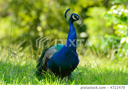 Peacock Peacock 4722470