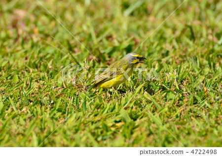 Kima Yukanaria Kima Yukanaria 4722498