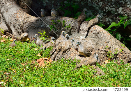 Butterfly butt Butterfly butt 4722499