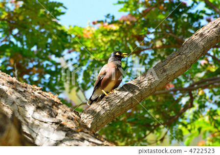 印度辣椒 4722523