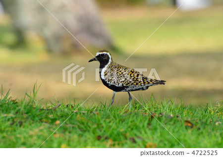 太平洋金斑鴴 4722525