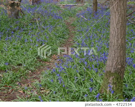 Blue bell flower 4722534