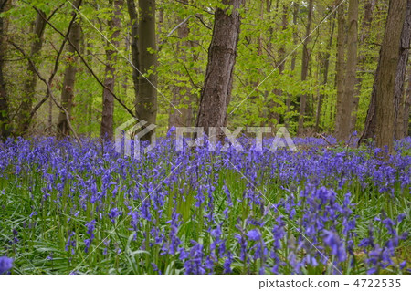Blue bell flower Blue bell flower 4722535