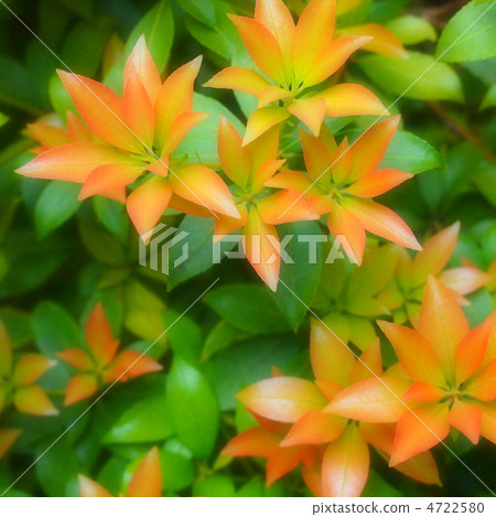 Asebian的紅豆芽 4722580
