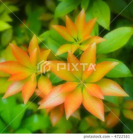 Asebian的紅豆芽 4722581
