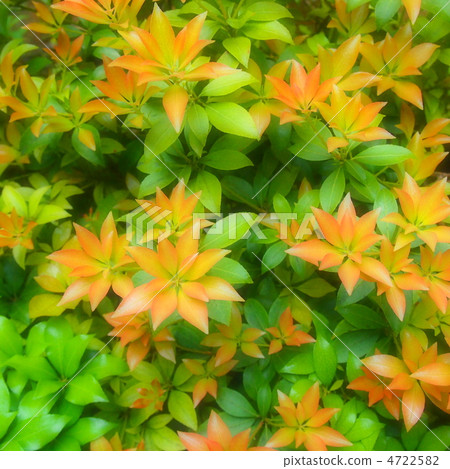 Asebian的紅豆芽 4722582