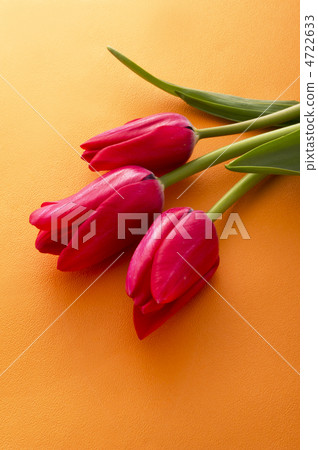 鬱金香 鬱金香 4722633