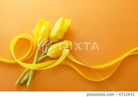 Tulip Tulip 4722641