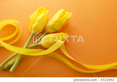 Tulip Tulip 4722642