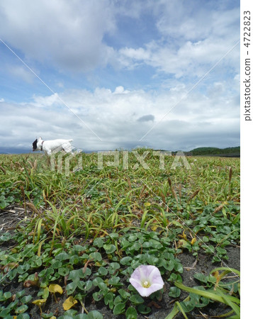 散步 散步 4722823