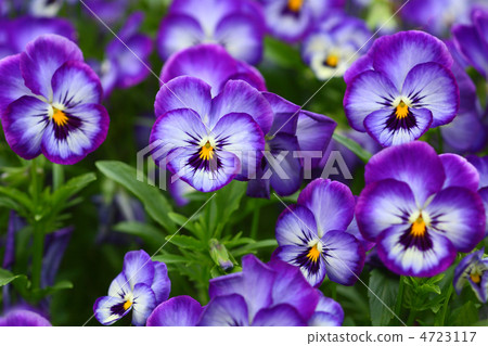 Viola Viola 4723117