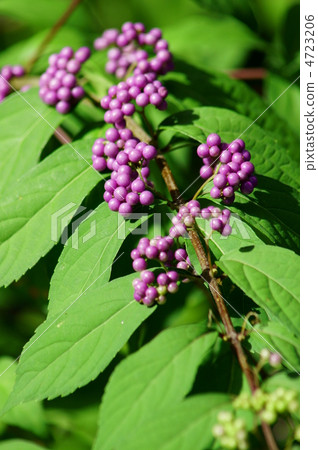 图库照片: murasaki shikibu别名真正的紫色这是一个漫画串.