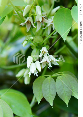 Ikuko Mube Akai Chomba Gusushi (Akiba Oshii) Actually, it looks exactly like Akebi. Ikuko Mube Akai Chomba Gusushi (Akiba Oshii) Actually, it looks exactly like Akebi. 4723207