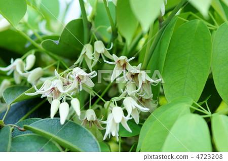 Ikuko Mube Akai Chomba Gusushi（Akiba Oshii）實際上，它看起來與Akebi完全一樣。 4723208