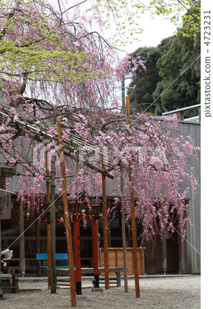 滋賀縣大津神社紅櫻桃 4723231