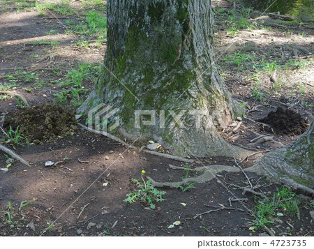 A hole in a mole 4723735