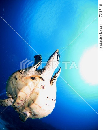 頂上的海龜游泳 頂上的海龜游泳 4723746