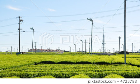 Tea field of new tea 4723788