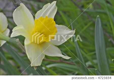 水仙 4723834