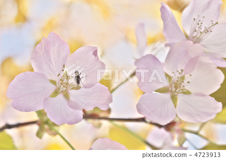 櫻花 4723913