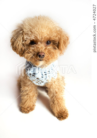 Fashionable toy poodle 4724027