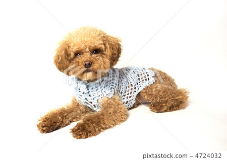 欺騙玩具貴賓犬 4724032