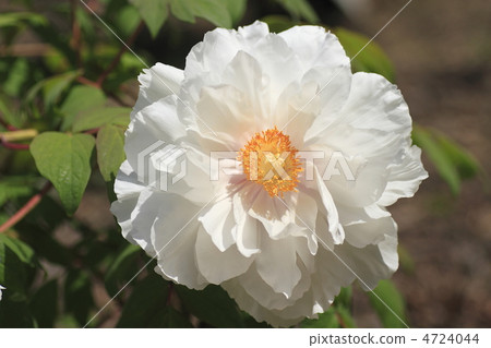 牡丹倫卡庫 4724044