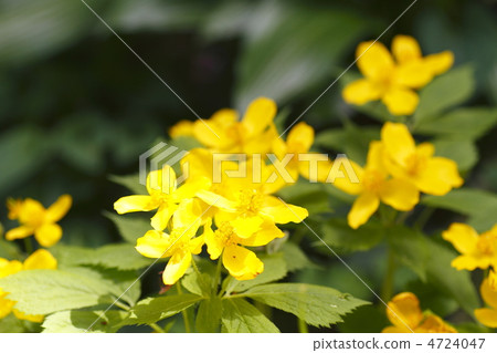 Yamabukisou Yamabukisou 4724047