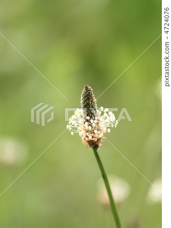 Heraorobora的Hana 4724076