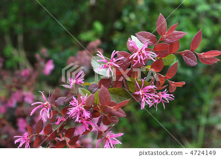 Safflower Tokiwamansaku 4724149