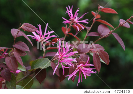 Safflower Tokiwamansaku 4724150