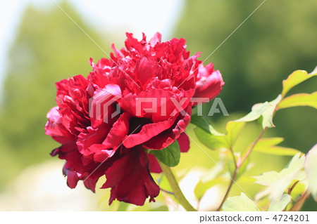 Peony Shimanishiki 3 4724201
