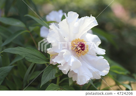 Peony Quintay 4724206