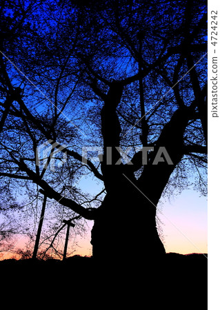 櫻花河在黎明 4724242