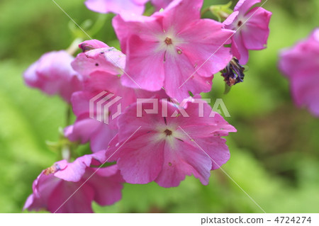 Pink primrose Pink primrose 4724274