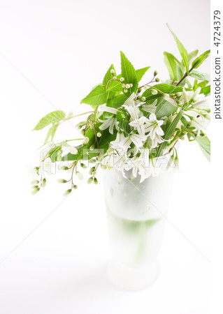 Arrangement of white flowers 4724379