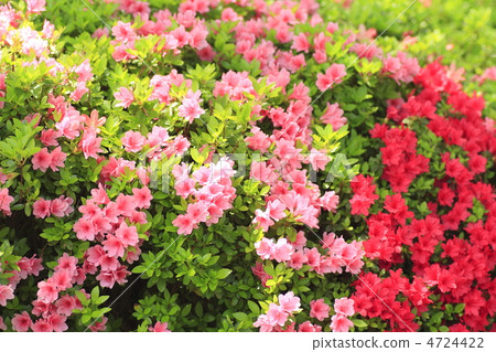 久留米杜鵑花 4724422