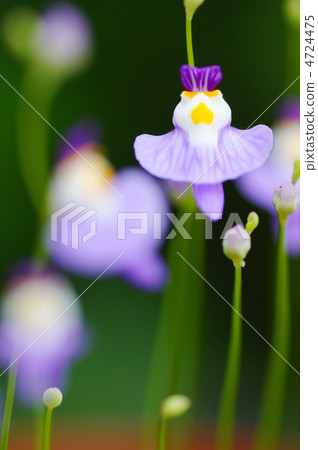 食蟲植物（clione）Utricularaia Wavregie 4724475