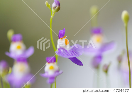 食蟲植物（clione）Utricularaia Wavregie 4724477